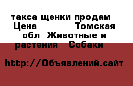 такса щенки продам › Цена ­ 3 000 - Томская обл. Животные и растения » Собаки   